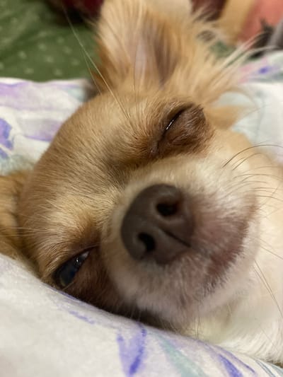 A close-up, head-on, eye-level shot focuses on the face of a light brown Chihuahua dog, lying down on a patterned surface, possibly a bedspread. The dog's eyes are partially closed, giving it a sleepy or relaxed appearance. Its nose is dark and wet, and long white whiskers are visible. The background is blurred, showing a hint of green fabric with a dotted pattern and the patterned surface the dog is lying on. The lighting is soft, suggesting an indoor environment. The image does not provide any information about the city of Andzhiyevsky, Russia.