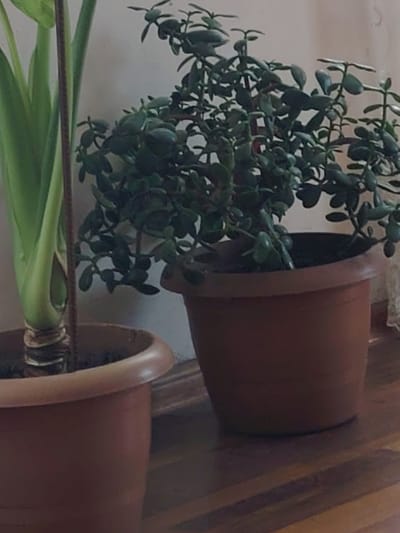 The image displays two potted plants indoors, situated on a wooden floor. The plant on the left has broad, bright green leaves and is in a light brown pot. The plant on the right is a jade plant with numerous small, oval, dark green leaves and is in a darker brown pot. Both plants are positioned against a light-colored wall. There are no people visible in the image. The scene appears to be a domestic setting, likely a home or an office. The provided information about the location in Hatsik, Armenia, cannot be verified from the visual content of the image.