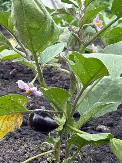 A close-up shot showcases an eggplant plant growing in soil. The plant features large, green leaves and a single, dark purple eggplant. Several delicate, light purple flowers with yellow centers are also visible, some in full bloom and others partially open. The stems of the plant are fuzzy and green, with some purplish hues. The background consists of dark, textured soil. The lighting suggests it is daytime, and there are no obvious indications of specific weather conditions. The scene appears to be an outdoor garden. No people are visible, and there is no text in the image. The overall impression is of a healthy plant in its natural growing environment in Kuybyshev, Russia.