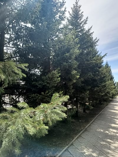 A line of mature evergreen trees, likely spruce, forms a dense green barrier along the left side of a paved walkway. The walkway is constructed of light-colored rectangular tiles with an ornate pattern, and it recedes into the distance to the right, casting dappled shadows from the trees above. The sky is a pale blue with wispy white clouds. In the foreground, a lower branch of one of the evergreen trees, lighter green in color, extends into the frame from the left, its needles sharply defined. The overall impression is of a park or a tree-lined street in an urban environment. The location is identified as Kürşım, Kazakhstan.