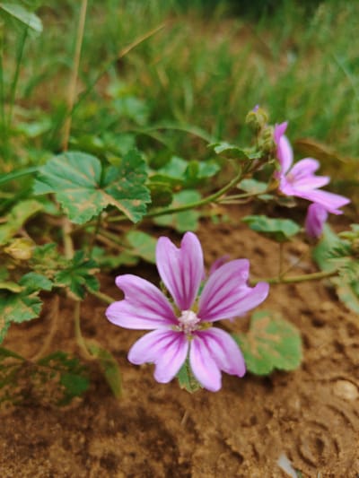This is a close-up, eye-level shot of a few small, delicate pink flowers with darker pink veins, likely wild mallows, growing in the soil. The flowers are the primary subject, with one in sharp focus in the foreground, and two others slightly out of focus in the background. Green leaves, some appearing slightly dry and dusty, surround the flowers. The ground is a mix of brown soil and sand, with some texture and small stones visible. The background is a blur of green grass and foliage, suggesting an outdoor, natural setting. The scene appears to be located in a grassy area or garden. There are no people or animals present. The lighting is soft, and the overall impression is one of natural beauty in a simple, outdoor environment.
