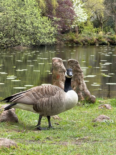 A Canada goose stands on a grassy bank next to a body of water, likely a pond or lake. The goose is mostly gray and white with a black neck and head. It is positioned near a large, weathered tree root. The water behind the goose reflects the surrounding trees and sky, with lily pads or similar aquatic plants visible on the surface. On the opposite bank, various trees and bushes are present, including some with white blossoms. The location is likely in Knutsford, United Kingdom, given the prompt's mention of the city. The scene suggests a park or natural area within the city.