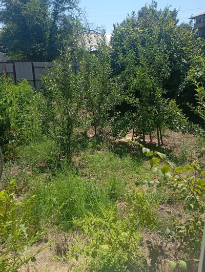 The image shows a backyard with several small trees and dense vegetation. The trees appear to be fruit trees, with some visible fruits. The ground is covered in dry grass and soil. In the background, there is a metal fence and a building with a corrugated roof. A multi-story building is also visible in the distance. The scene suggests a rural or semi-urban residential area. The location is identified as Kara-Balta, Kyrgyzstan.