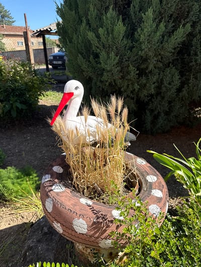 The image shows a yard in Valchedram, Bulgaria. A painted brown tire with white polka dots serves as a planter. Inside the tire are dried wheat stalks and small green plants. Beside the tire is a white stork figurine with a red beak. In the background is a conifer tree, a building, and a car behind a fence.
