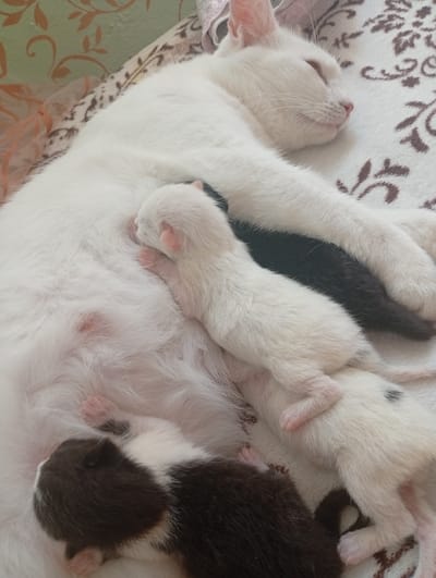 A white cat is lying on its side, sleeping on a patterned blanket. Several kittens are nestled around the cat, nursing. One black kitten is visible among the white kittens. Another kitten with brown and white fur is partially visible in the foreground. The background is a wall with an orange and green floral pattern. The scene appears to be in a domestic setting.
