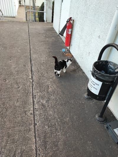 An outdoor concrete pathway, divided by a central seam, runs alongside a white, textured building wall in Obruchishte, Bulgaria. A black and white tuxedo cat stands in the mid-ground, facing towards the right with its tail raised. Near the cat and the wall, a red fire extinguisher is mounted. On the ground next to the wall, a clear plastic container holds a blue liquid, and scattered dry food is visible. Further right, a black public waste bin with a black plastic liner and a label including the text "MUNICIPAL WASTE" is affixed to a metal stand. In the background, the concrete pathway continues uphill, flanked by metal handrails and white structures, with some dark green foliage visible.