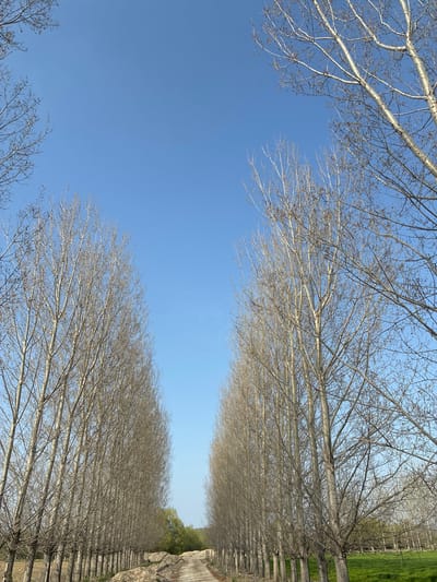 The image depicts a view along a road lined with tall, bare trees, likely poplars or aspens, in what appears to be an agricultural or rural area near Zlokuchene, Bulgaria. The perspective is low, looking upwards at the trees, which frame the blue sky above. The trees are uniformly spaced and planted in rows on either side of the road. The trunks are pale, and the branches are mostly bare, indicating a winter or early spring season. On the right side of the frame, there's a concrete or stone wall running alongside the trees. Beyond the wall, a patch of green suggests a field or open area. No people or animals are visible in the image. The scene is quiet and static, emphasizing the symmetry and pattern of the tree planting.