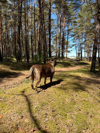 The image depicts a brindle-colored dog in Ragaciems, Latvia. The dog stands on ground covered in moss and pine needles, adjacent to a path leading through a pine forest towards a beach. The sky is visible through the trees. The photo appears to have been taken in bright sunlight.