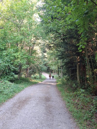 An eye-level, vertical, medium shot shows a dirt path winding through a forest in Eschenbach (LU), Switzerland. The path is covered in gravel and is bordered by lush green vegetation and tall trees with dense foliage. Sunlight filters through the canopy, creating dappled light on the path and surrounding plants. In the distance, a person wearing a helmet is riding a horse, accompanied by a dog walking alongside. The horse and rider are moving away from the viewer, heading up the path. The trees on either side of the path are a mix of deciduous and coniferous varieties, with the leaves of the deciduous trees appearing in various shades of green, while the coniferous trees are a darker green. The ground is covered in a mix of gravel, soil, and fallen leaves.