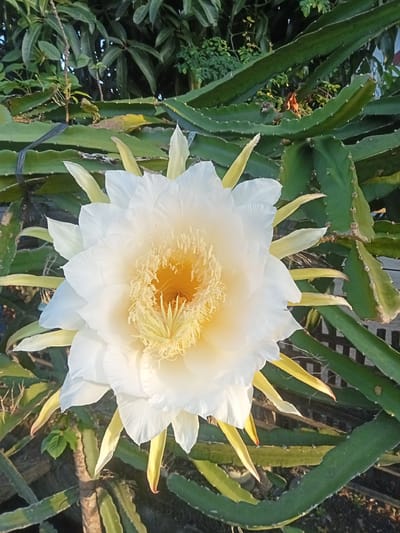 A close-up, top-down view of a large, white dragon fruit flower is centered in the frame, its petals unfurling to reveal a vibrant yellow stamen. The flower is surrounded by the thick, green, segmented stems of the dragon fruit plant, some of which are visible in the background. The scene appears to be outdoors, with natural light illuminating the flower. There are no people or animals in the image. The overall impression is one of natural beauty and growth. The location is identified as Matangsijuek Timur, Indonesia.