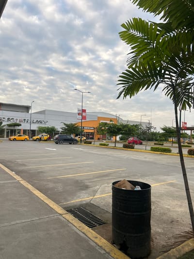 The image depicts a commercial parking lot and buildings in Milagro, Ecuador, under an overcast sky. In the foreground, a weathered black metal barrel, serving as a trash receptacle containing refuse, stands on concrete beside a storm drain. The asphalt parking area, marked with yellow lines, extends into the midground. Several vehicles are present, including two yellow taxis (a sedan and an SUV) on the left, and a dark-colored SUV parked further back. In the background, a large commercial building features a sign displaying "FRANCISCO DE MILAGRO" on its grey facade, and "OCKS AMERICANO" on an adjacent orange section. A "Tía" store banner is visible on a lamppost. Landscaped medians with low shrubbery and yellow curbs separate sections of the parking facility, with a red compact car visible beyond them. Multiple palm trees are scattered throughout the scene, with a large specimen partially framing the upper right quadrant. No individuals are clearly discernible.