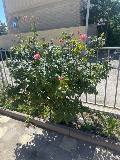A flowering rose bush with pink blossoms is situated in a flowerbed along a paved sidewalk in Kizilyurt, Russia. The rose bush is dense with green leaves and has several pink flowers, some fully bloomed and others as buds. Behind the rose bush, a beige, textured wall is visible, with a window and an air conditioning unit mounted on it. A metal fence runs along the sidewalk, separating it from the street or garden area. Trees and foliage can be seen in the background, suggesting an outdoor urban setting. The lighting indicates a bright, sunny day, casting shadows from the leaves and fence onto the sidewalk. No people are present in the image.