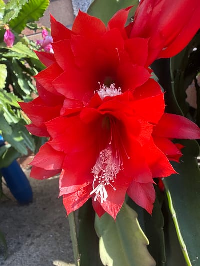 A close-up, sunlit, outdoor, medium shot captures two bright red, trumpet-shaped flowers of a cactus plant. The foreground is dominated by the vibrant red petals, some of which are unfurling to reveal white stamen and pistils. The background is softly blurred, showing green cactus leaves and stems. Faintly visible in the far left background are two small, unopened pink flower buds. The ground beneath the plant appears to be a rough, grey surface, possibly concrete or gravel. A dark blue, cylindrical object is partially visible in the lower left corner of the frame. The image is taken in Berfa, Germany, likely in a garden or outdoor planting area, given the natural light and visible plant life. There are no people or animals present in the frame.