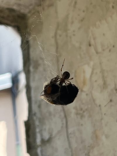A spider is shown hanging from a web, holding a bumblebee. The spider is small and brown, with eight legs. The bumblebee is larger and fuzzy, with black and yellow stripes. The background is a blurry, light-colored wall. The scene is outdoors, likely in a garden or natural setting. This photo was taken in Bièvres, France.