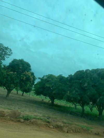 The image shows a view of trees and a cloudy sky, with power lines running horizontally across the upper portion of the frame. The trees are lush and green, with some appearing to be mango trees. The ground is uneven and appears to be a mix of dirt and vegetation. There are no people or animals visible in the image. The overall impression is of a natural, rural landscape. The location is identified as the city of Laminga, Nigeria.