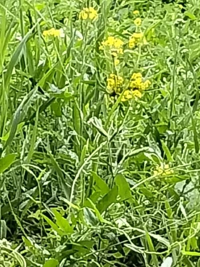 The image shows a close-up view of green grass and small yellow flowers in a field. The vegetation is dense and appears to be growing in a natural, uncultivated setting. There are no discernible man-made structures or signs of human activity in the immediate vicinity of the plants. The overall impression is of a natural outdoor environment, possibly a meadow or a field edge. The location in Bulaev, Kazakhstan, suggests an agricultural or rural setting within that region, characterized by open spaces and grasslands. The lighting indicates daylight, with the sun illuminating the scene and casting some shadows, though details are obscured by the blurriness of the image.