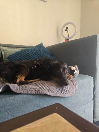 A medium-sized black and tan dog lies on a blue couch, resting its head on a gray textured blanket. The dog is looking towards the camera with large, expressive eyes. To its right, a small stuffed animal with black and white patches is partially visible. Behind the dog, two pillows are propped up against the couch's backrest, one a muted green and the other a textured dark teal. In the background, a ring light with a phone mount is positioned on a stand against a plain beige wall. The scene appears to be indoors, possibly a living room, in Agii Anargiri, Greece. A portion of a dark brown coffee table is visible in the foreground, out of focus.