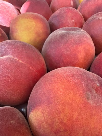 The media file is a close-up, overhead shot of a pile of ripe peaches. The peaches are various shades of red, orange, and yellow, with some showing blush marks and a soft, fuzzy texture. They are packed closely together, creating a sense of abundance. The lighting appears natural, suggesting it was taken during the day. The scene is simple, focusing entirely on the fruit, with no visible people or background elements. The image evokes a feeling of freshness and ripeness, likely capturing a moment at a market or in an orchard. No text is visible in the image. Given the location context of Novara, Italy, this could depict peaches being sold at a local Italian market.