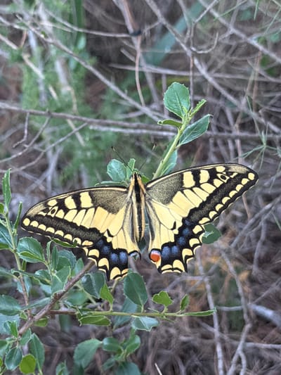 A close-up, vertical shot showcases a yellow butterfly with black markings perched on a green leafy branch. The butterfly's wings are predominantly yellow with bold black stripes and a scalloped edge. There are also vibrant blue markings and a small red spot on the edge of its wings. The butterfly is positioned in the center of the frame, with its wings spread open, revealing its intricate patterns. The background consists of dry, greyish-brown branches and foliage, suggesting an outdoor, natural setting. The lighting appears to be natural, possibly daylight, casting subtle shadows and highlighting the textures of the butterfly's wings and the leaves. The overall mood is serene and highlights the beauty of nature. The image was taken in La Pedrera, Spain. There is no visible text in the image.