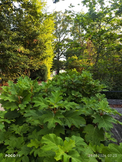 The image depicts a lush green garden scene with dense foliage, predominantly large, lobed leaves from a shrub in the foreground. In the background, a path leads through a verdant area with tall trees, some of which are bathed in sunlight, creating a bright, almost golden hue on their leaves. A building with a light-colored facade and a red roof is partially visible through the trees on the right. The overall impression is one of a peaceful, sunlit day in a well-maintained outdoor space. The presence of the "POCO F5" and date "29.07.2026 07:23" watermarks suggest this is a personal photograph taken with a mobile device. The location is identified as Collecchio, Italy.