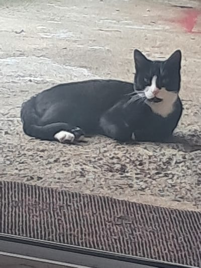 A black and white tuxedo cat is lying down on a patterned rug outdoors. The cat is facing the camera with its head slightly tilted. Its fur is short and appears to be in good condition. The rug is made of a coarse material and has a striped pattern. The background is blurred and appears to be an outdoor setting with a light-colored surface. There are no people or other animals visible in the image. The image quality is low, making it difficult to discern fine details. The location is described as being in the city of Nakhshirghele, Georgia.