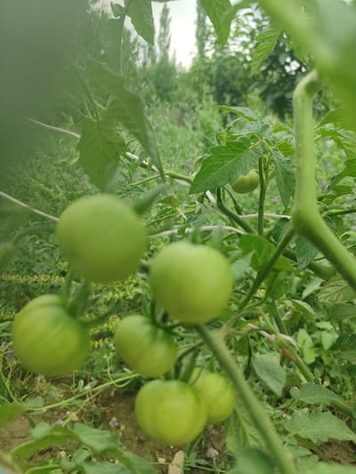 The image shows a close-up view of unripe green tomatoes on a vine in a garden. The tomatoes are round and vary slightly in size. They are clustered together on a green stem, with large green leaves surrounding them. The background is blurred, but appears to be a garden with more foliage and possibly trees. The lighting suggests it is daytime. The location is specified as a garden in Жаңы-Абад, Kyrgyzstan. There are no people or animals visible in the image.