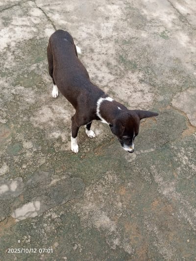 The image displays a lean black and white dog standing on a weathered concrete surface in Kamantan, Nigeria, on October 12, 2025, at 07:01. The dog, viewed from an elevated perspective, is predominantly black with distinct white markings: a heart-shaped patch on its chest and neck, white socks on all four paws, and a white muzzle. A small white spot is also visible on its upper back. The animal stands with its head slightly lowered, facing the lower right of the frame. The concrete ground is discolored with irregular patches of grey, green, and light brown, consistent with weathering and biological growth, and exhibits multiple surface cracks. No other subjects or objects are present.