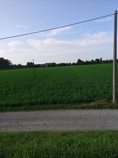 A photograph captures a rural landscape on a clear day. A wide, flat field of lush green crops dominates the central and left portions of the image. In the background, a line of trees and vegetation separates the field from a building complex featuring a reddish-brown roof and a taller, lighter-colored structure. A lone, thin wooden post stands in the middle of the field. To the right of the field, a tall, cylindrical concrete utility pole stands prominently. A dark power line stretches horizontally across the upper portion of the frame, anchored by the utility pole on the right and extending out of view to the left. The foreground features a strip of grey gravel, suggesting a pathway or road, bordered by grass. The sky above is a pale blue with scattered white clouds. The scene appears to be located in the countryside near Castelfranco Emilia, Italy, indicated by the characteristic agricultural landscape and the presence of utility infrastructure common in such areas.