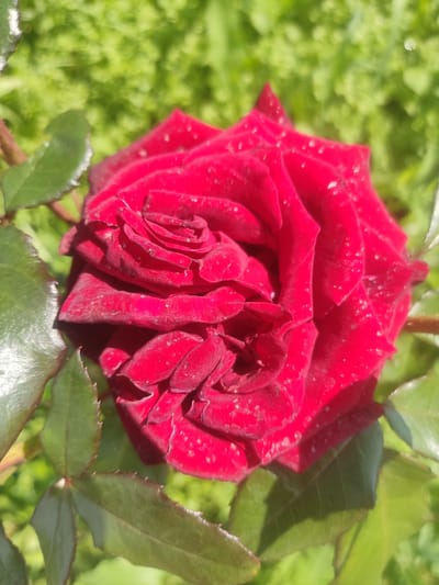 A close-up, top-down, slightly angled shot focuses on a vibrant red rose in bloom, its velvety petals unfurling in a spiral. Tiny water droplets are visible on the surface of the petals, suggesting recent rain or dew. The rose is partially surrounded by lush green leaves, some of which are slightly out of focus, creating a shallow depth of field. The background is a soft blur of green foliage, indicative of a garden or natural outdoor setting. The image does not contain any people or specific urban landmarks, making it impossible to pinpoint its location within the city of Kliuchi, Russia. The scene is static and peaceful, capturing the natural beauty of the rose in its environment.