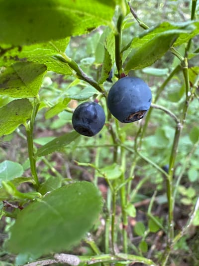 In the foreground of the image, two dark blue blueberries are visible, nestled amongst vibrant green leaves and thin stems. The blueberry on the right is slightly larger and appears to have a small, dark cavity on its lower surface. The blueberry on the left is smaller and more uniformly round. The background is blurred, showing a dense forest environment with a variety of green foliage and dappled sunlight. The image appears to be taken in Veligonty, Russia, a location known for its natural beauty and abundant flora, suggesting a scene of wild blueberry bushes in their natural habitat.
