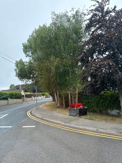 The image depicts a suburban street scene in Courtown, Ireland, under an overcast sky. A paved road with double yellow lines curves to the left, with a gray concrete sidewalk bordering the right side. A black planter box filled with red, yellow, and white flowers sits on the sidewalk. Behind the sidewalk, several trees are visible: a cluster of birch trees with white bark, a large tree with dark reddish-brown leaves, and more distant green trees. A hedge and a low wall with a tiled-roof building are visible on the left side of the road. Power lines run overhead. The overall impression is one of a well-maintained, quiet residential area.