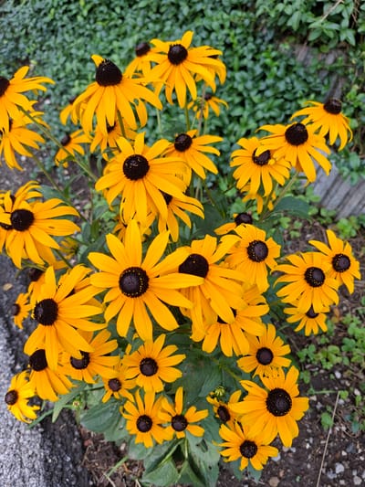 This is a close-up, eye-level, vertical shot of a cluster of bright yellow Black-Eyed Susans (Rudbeckia hirta) in bloom. The flowers have prominent dark brown to black centers and pointed yellow petals. Some petals are slightly curved or tattered, indicating they are in full bloom or past their peak. The flowers are densely packed, with some overlapping. They are growing amidst green foliage and are partially set against a background of dense green ivy or a similar ground cover. In the lower left corner, a portion of a gray, rough-textured surface, likely asphalt or concrete, is visible. A pale gray stone or concrete element is also present in the upper right background, partially obscured by the ivy. There are no people or animals in the image. The overall lighting suggests an overcast day or shade. The scene does not depict any specific landmarks or elements that would place it within the city of Münster, Austria.