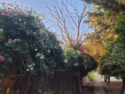 The image depicts an outdoor scene with a walkway leading through a garden area. On the left, a dense hedge or wall is covered in lush green foliage and adorned with clusters of pink and white bougainvillea flowers. Bare branches of a deciduous tree extend upwards into the clear blue sky, contrasting with the vibrant greenery. To the right of the walkway, a line of evergreen trees, possibly cypresses, casts dappled shadows on the ground. The walkway itself is paved with concrete and appears to be in a residential or park-like setting. The lighting suggests it is either early morning or late afternoon, with the sun casting a warm glow on the foliage of the evergreen trees. The overall impression is one of a well-maintained garden path bordered by abundant plant life.