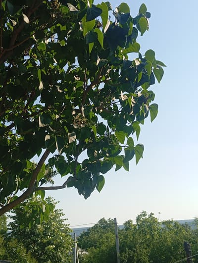 The image depicts a close-up view of a leafy tree against a clear blue sky. The branches are laden with vibrant green leaves, some of which are catching the sunlight, creating a dappled effect. In the background, a line of trees forms a verdant landscape, suggesting a rural or suburban setting. The overall impression is one of natural beauty and tranquility. There are no people or animals visible in the image. The composition is dominated by the foliage of the tree in the foreground, with the sky and distant trees providing context. The lighting suggests it is daytime, likely morning or afternoon, given the bright, even illumination. The presence of utility poles and wires in the distance indicates some human infrastructure, but the focus remains on the natural elements.