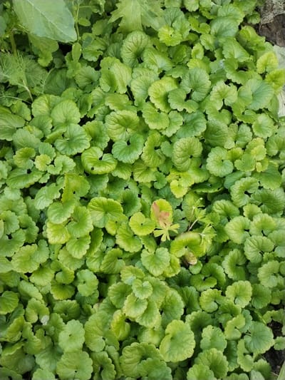 This is a close-up, overhead shot of a dense ground cover of green plants with small, rounded, scalloped leaves. The leaves are a vibrant green, with some lighter yellow-green variations, and appear slightly crinkled and textured. A few small, reddish-brown and lighter green sprigs or leaves are visible interspersed within the dominant green foliage. The background is mostly obscured by the plants, but hints of darker soil and some larger, less defined leaves can be seen in the upper left and right corners. The image was taken in the city of Зелёное, Russia.