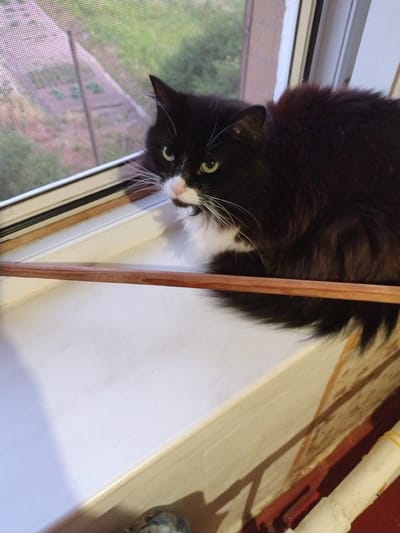 A black and white cat with green eyes is sitting on a windowsill. The cat is looking to the left, with its head slightly tilted. In the background, a window screen is visible, with greenery and a fence outside. A wooden rod is resting horizontally across the windowsill in front of the cat. The overall scene appears to be indoors, likely in a residential setting. The location is identified as Ivankiv, Ukraine.