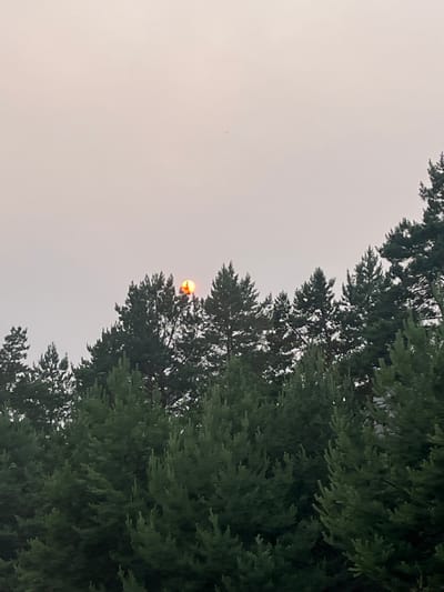 The image shows a hazy sky above a dense line of dark green pine trees. The sun is visible as a small, bright orange orb peeking through the canopy and the atmospheric haze. The sun's light appears diffused, creating a soft glow around it. The trees are the dominant feature, with their dark green needles forming a thick, textured wall against the pale sky. The overall impression is one of a slightly obscured natural landscape. The location is the city of Lebyazhye, Russia.