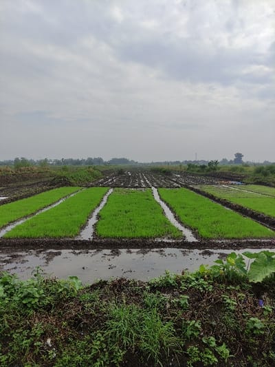 This media file captures an agricultural landscape, specifically a series of vibrant green rice paddies under an overcast sky. The scene is set in Wonoayu, Indonesia, depicting a rural farming environment.
In the foreground and midground, numerous rectangular plots of rice fields are visible. Each plot is filled with water and young, bright green rice sprouts, meticulously planted in rows. Narrow, muddy pathways or small embankments delineate these plots, creating a geometric pattern across the cultivated land. The water in the paddies, along with the muddy dividers, reflects the diffused light from the sky.
To the right side of the image, alongside the cultivated paddies, is an area of rougher ground populated with various wild grasses, weeds, and some larger-leafed plants, possibly taro or a similar aquatic plant, suggesting an uncultivated boundary or a natural ditch. A visible channel of water runs along this edge, separating the wild growth from the neatly arranged rice plants.
The background shows a hazy expanse of distant fields and sparse, dark green vegetation or trees, fading into the horizon. The sky above is entirely covered with light grey, soft clouds, indicating an overcast day. There are no people or specific objects like farm equipment visible in the frame. No text is discernible. The time of day appears to be daytime, likely a mild or humid day given the cloud cover.