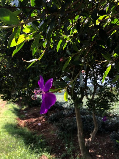 A single, vibrantly purple flower hangs from a branch of a dense, green tree. The flower, with its delicate petals and prominent stamens, is the clear focal point, positioned in the lower left quadrant of the frame. Sunlight filters through the leaves above, creating a dappled effect and highlighting the vibrant green of the foliage. In the background, a blurred landscape suggests an outdoor setting, possibly a garden or park, with hints of brown earth and green grass. The image appears to be taken in Thôn 8, Vietnam, given the context provided.