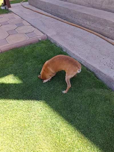 A small, short-haired brown dog is digging its head into the bright green grass on a sunny day. The dog is positioned in the lower right quadrant of the image. Its hindquarters and hind legs are visible, with its head completely buried in the grass. The dog is on a patch of lawn next to a paved walkway made of octagonal and square concrete pavers. Beyond the pavers, there is a concrete structure with stairs and a beige hose lying across them. The scene suggests an outdoor setting in a residential area, possibly a yard in Kara-Balta, Kyrgyzstan. The sunlight casts a sharp shadow from an unseen object onto the grass in the lower left of the frame, indicating a clear sky and bright lighting conditions.