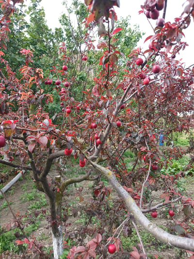 The image shows a close-up view of a tree with red leaves and ripe red plums. The tree is in an outdoor setting, likely a garden or orchard, with other trees and greenery visible in the background. The ground beneath the tree is covered with soil and some sparse vegetation. One of the tree trunks has been painted white near its base. The scene appears to be in the city of Novaya Kosa, Russia.