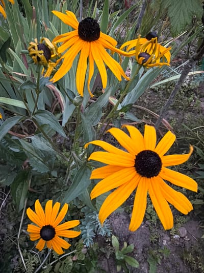 The image depicts a close-up, eye-level view of a patch of Black-Eyed Susans (Rudbeckia hirta) in a garden setting. The flowers are in various stages of bloom, with several fully open and one or two appearing to be in bud or wilting. The prominent colors are the bright yellow of the petals and the dark brown or black centers of the flowers. The foliage is a deep green, with some leaves showing hints of red or brown. The background consists of dark soil and some other indistinct greenery. The lighting suggests it might be late afternoon or early evening, with diffused light. No people are present in the image, and no specific location in Creußen, Germany is identifiable from the visual information alone.