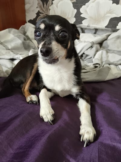 The image shows a medium close-up of a small dog lying on a purple surface, which appears to be a bedspread or blanket. The dog is black and white with tan markings. It has large, dark eyes and its mouth is slightly open, showing some teeth. The dog's front paws are white with black markings, and its back legs are visible, showing tan fur.

Behind the dog, there are patterned blankets. One has a floral pattern with large white flowers against a dark background. Another blanket is folded and has a checkered pattern of gray and white. The overall impression is that the dog is resting comfortably in a domestic setting, likely indoors. The lighting suggests it could be daytime, but there are no strong indicators of time of day or weather. The emotion conveyed is one of repose or slight alertness from the dog. There is no visible text in the image. The location context provided is Mozhga, Russia.