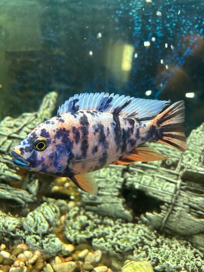 A close-up, side profile, medium shot shows a vividly colored tropical fish swimming in an aquarium. The fish exhibits a striking pattern of dark blue and black splotches interspersed with orange and white speckles across its body. Its fins are translucent with hints of blue and orange, and its dorsal fin is edged with a delicate blue. The fish's eye is a prominent feature, with a bright yellow iris and a dark pupil. The background of the aquarium is a dark, murky blue, with blurred lights that create a bokeh effect. In the foreground, a decorative aquarium landscape is visible, resembling weathered logs or rocks covered in green moss, with small pebbles scattered at the bottom. There are no people or any identifiable landmarks of Pavlov, Russia, present in the image.