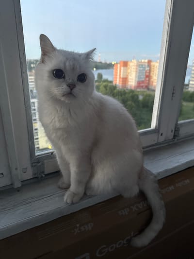 A silver Chinchilla Persian cat sits on a white wooden windowsill. The cat has large, dark eyes and is looking directly at the camera. Behind the cat, through a window, a cityscape is visible. The cityscape features multi-story buildings with orange, yellow, and white facades, a body of water, and green trees. The sky is overcast with a soft, diffused light. The windowsill is clean and shows a slight texture. The foreground of the image is darker, with a brown cardboard box visible below the windowsill, featuring text that includes "Google." The scene appears to be captured in Kondopoga, Russia, given the architectural style of the buildings and the general environmental context.