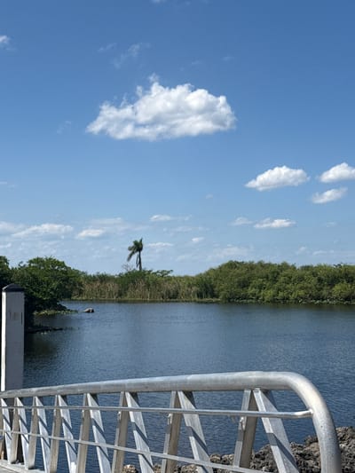 The image shows a view of a waterway, likely a canal or river, in Fort Lauderdale, United States. The sky is blue with scattered cumulus clouds. The waterway is lined with dense vegetation, including trees and tall grasses. On the right side of the image is a metal railing and rocky ground, suggesting a viewing platform or dock. A palm tree is visible amongst the vegetation. A bird is standing in the water close to the edge.