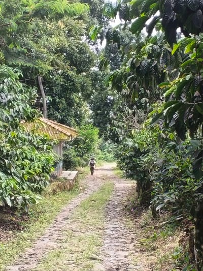 A narrow, rocky road extends into the distance, framed by dense, green vegetation. A weathered building with a mossy tile roof sits to the left of the path. A person with a backpack and walking stick is walking away from the viewer down the path. The scene has a rural, natural feel, possibly a trail in a forest or countryside. The lighting is soft and diffused.