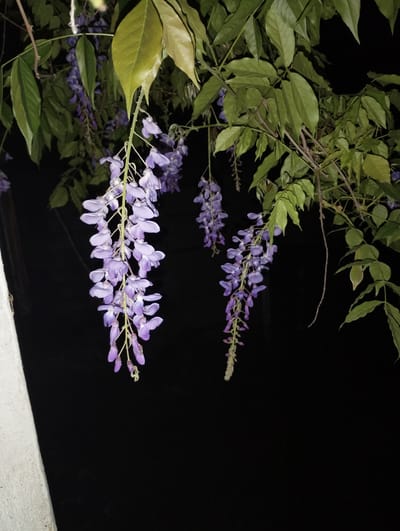 In Kyzyltog, Krasnogorsk District, Uzbekistan, a close-up, dimly lit photograph captures a cluster of blooming Wisteria flowers against a dark, out-of-focus background. The image showcases cascading racemes of light purple flowers, each with delicate, pea-shaped petals. Several large, green leaves are visible, framing the blossoms and adding depth to the composition. A light-colored, textured surface, possibly a wall or pillar, occupies the lower left corner of the frame, providing a subtle contrast to the natural elements. The overall impression is one of botanical beauty captured in a nocturnal setting.