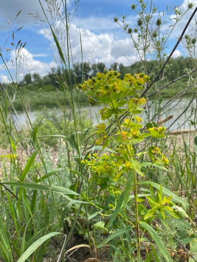 This is a close-up, vertical, eye-level shot of a flowering green plant in a natural outdoor setting. The plant, with its yellow flowers and seed pods, is in sharp focus and occupies the majority of the foreground. Behind the plant, a body of water, likely a river, is visible, with a green, tree-lined bank on the far side. The sky above is blue with scattered white clouds. The overall scene suggests a sunny day in a riparian environment. The location is specified as Samorodovo, Russia.