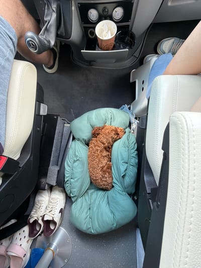 The image shows the interior of a vehicle. In the foreground, a person's legs and feet are visible, one wearing a dark shoe with a white sole and the other a black shoe. There is a gear shift lever with a Mercedes-Benz logo. Next to the gear shift, there is a cup holder with a disposable coffee cup. In the middle of the vehicle's floor, a small, brown, curly-haired dog is sleeping on a teal-colored blanket or pillow. There are also a pair of white and burgundy sneakers and a pair of pink slide sandals on the floor. The vehicle appears to be parked or stationary. The scene is a neutral, indoor environment within a vehicle.